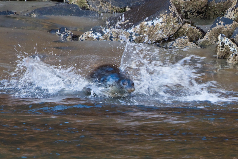 Harbor Seal Entering Water
